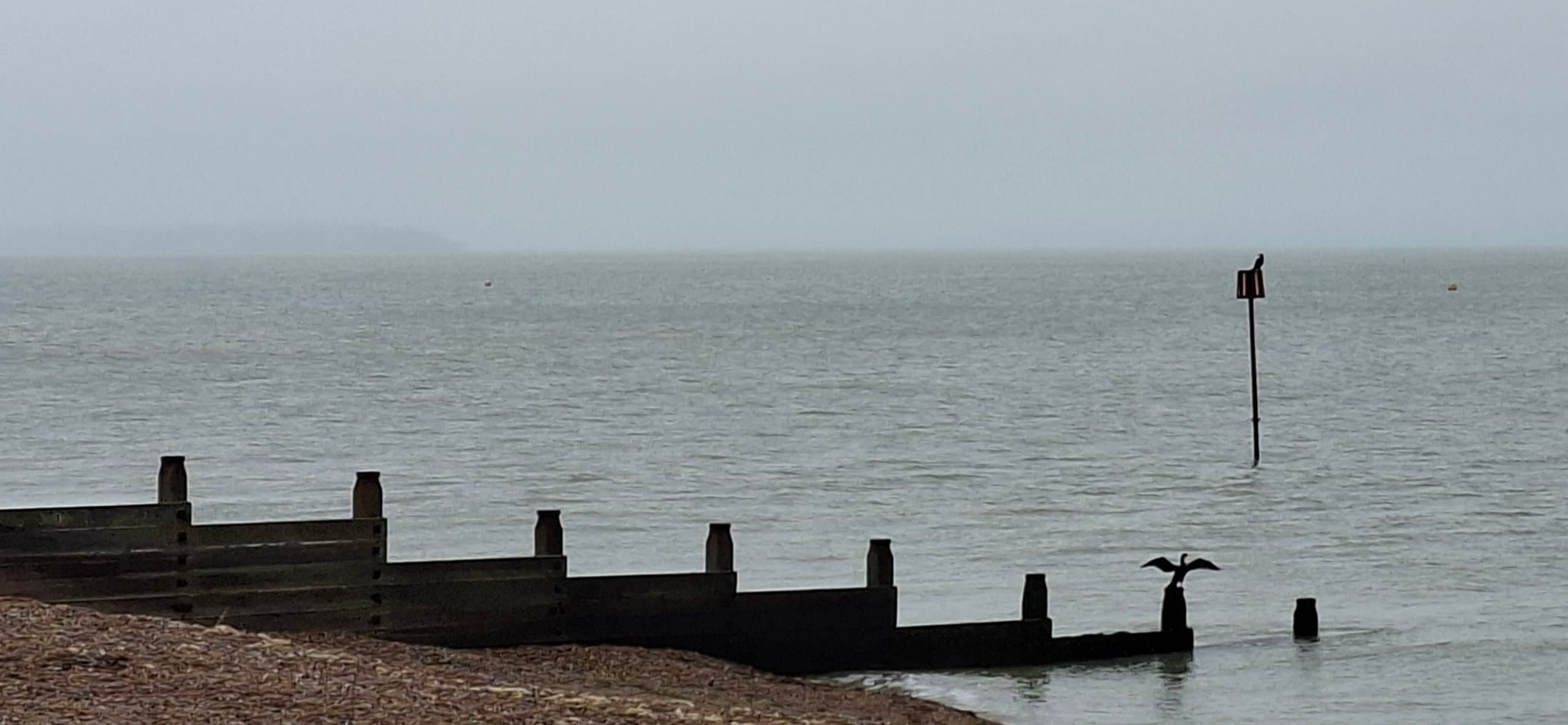 A cormorant spreading its wings on a wooden groyne at the water’s edge
